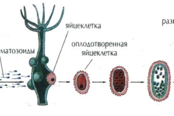 Hydra kraken
