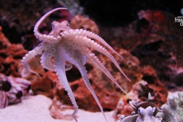 Кракен маркетплейс товары